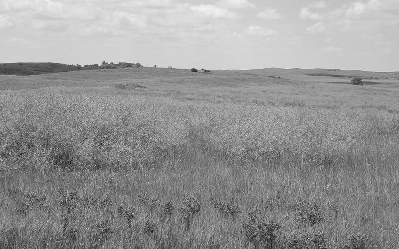 Sweet clover provides many benefits to the soil and wildlife and can be an excellent forage. NDSU photo.