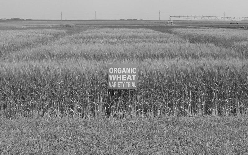 Organic/sustainable agriculture tour set at NDSU’s