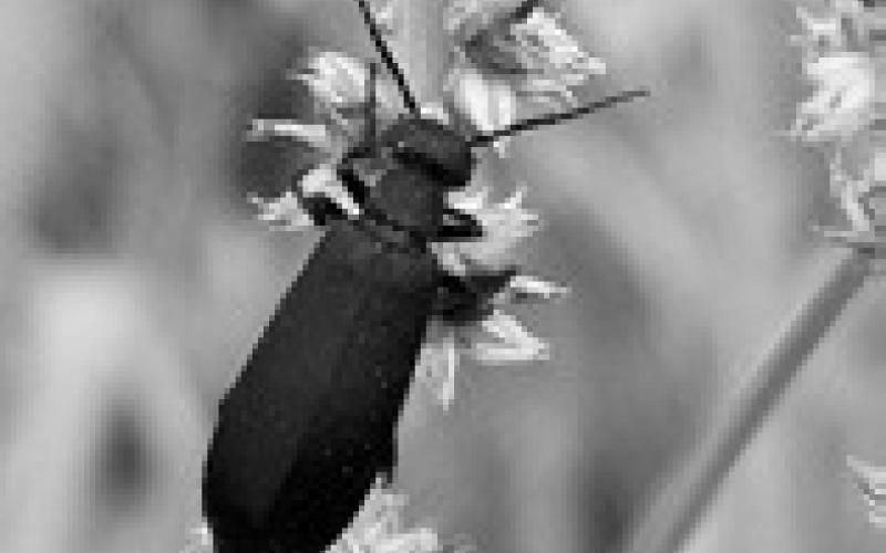 A black blister beetle feeds on weed seeds. (NDSU photo)