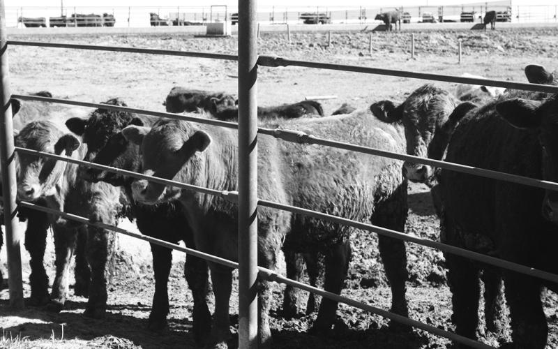 The program will provide beef producers with timely information and tools to evaluate whether backgrounding calves fits into their operation. NDSU photo