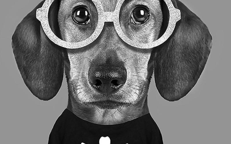 Keep pets safe this Halloween