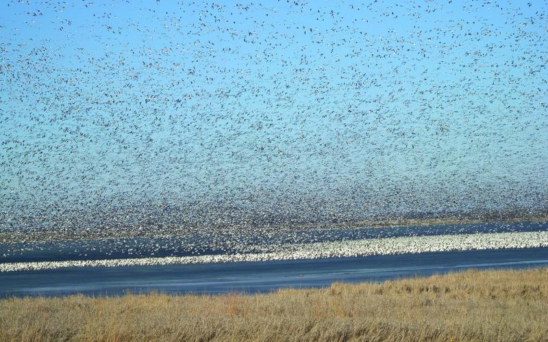Poultry and bird owners encouraged to ramp up biosecurity plans now