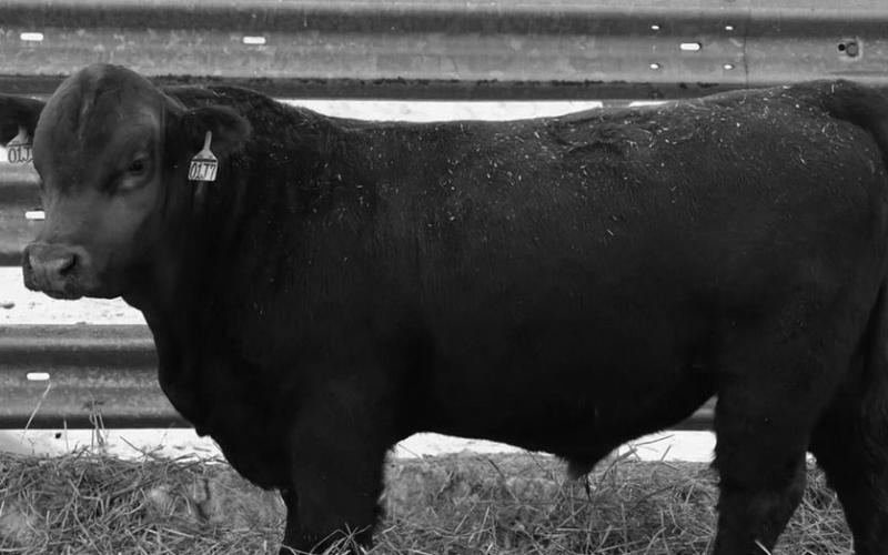 There is no one-size-fits-all sire, but a calculated selection will best fit the operation. (NDSU photo)