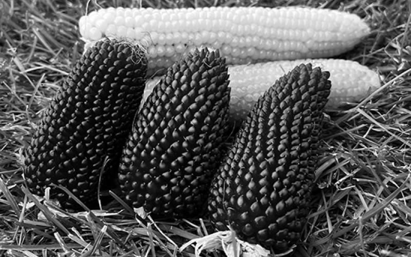 Different than sweet corn and field corn, popcorn is a type of corn with kernels that burst when heated. (NDSU photo)