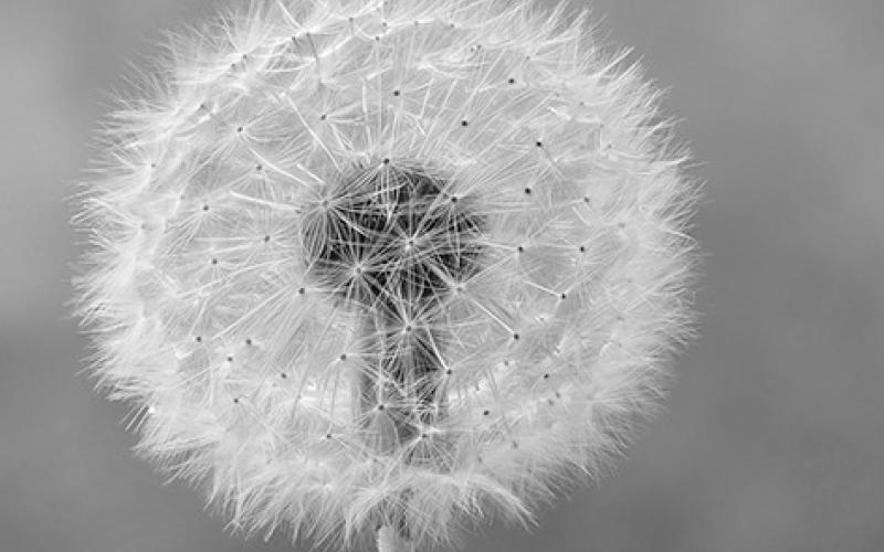 Fall is a good time to apply herbicide to kill perennial lawn weeds such as dandelions. (Photo courtesy of Michael Gabler, CC BY 3.0 via Wikimedia Commons)