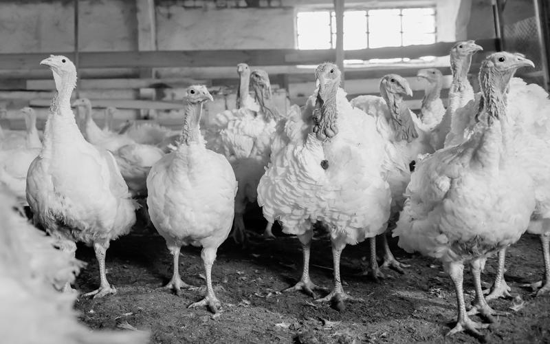 Avian flu has recently been confirmed at commercial turkey farms in North Dakota and South Dakota.