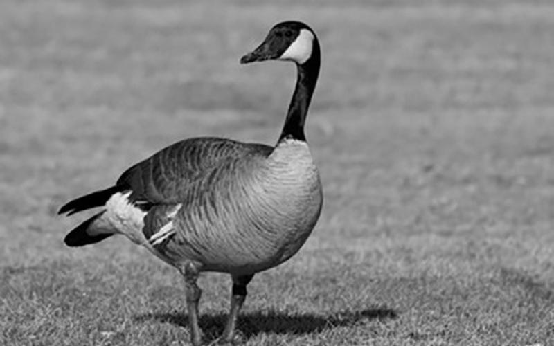 Early Canada Goose dates announced