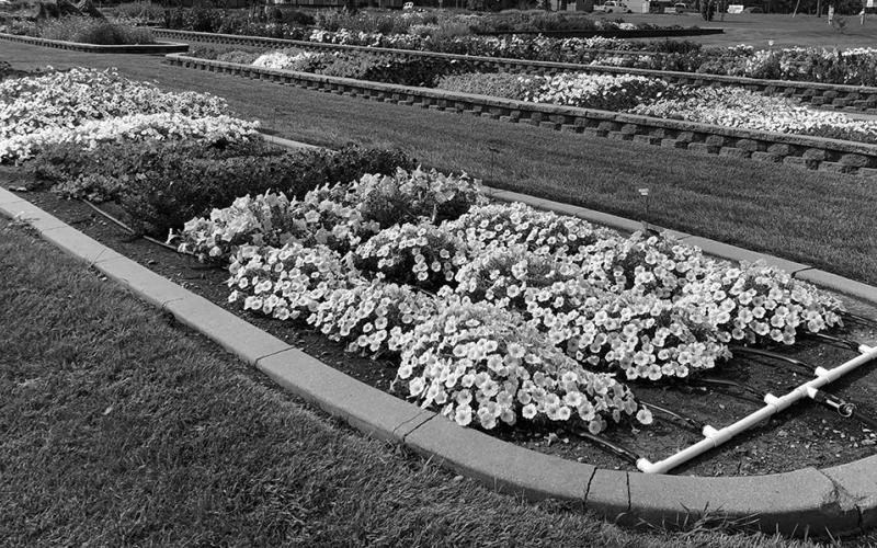 With a focus on regionally adapted plants, environmental stewardship practices and historical plant conservation, the NDSU Horticulture Research and Demonstration Gardens are a living classroom that connects people to the art and science of plants. NDSU photo