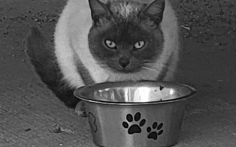One of Karla’s rescue cats