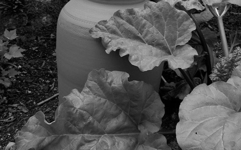 Dakota Gardener: Forcing an early harvest