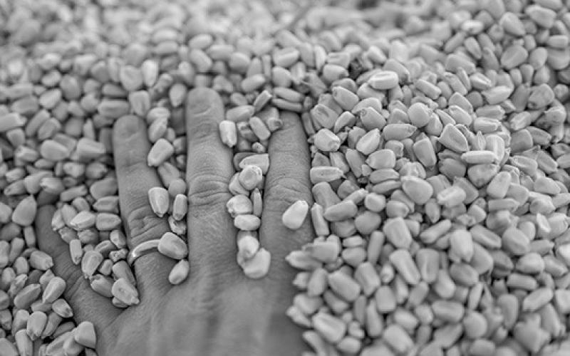 GRAIN ENTRAPMENT