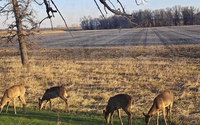 Soil conservation shelter belts and tree rows are important not only for agriculture, but also for the health of wildlife. Photo by Christine Jensen.