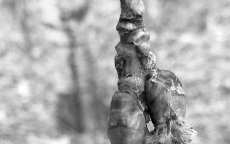 One of the first signs of spring is the opening flower of a quaking aspen tree. (NDSU photo)