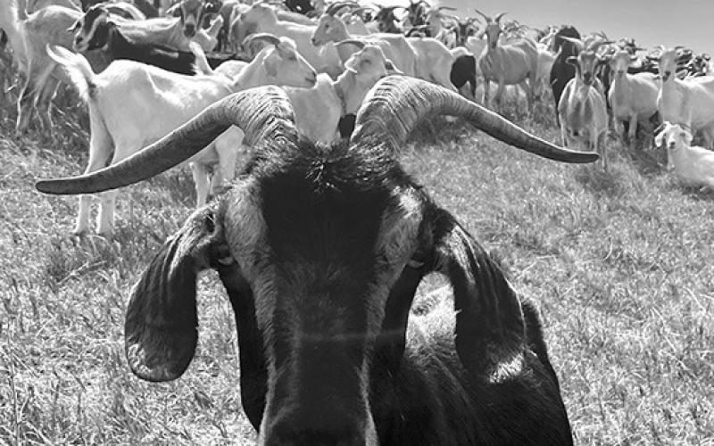 Biosecurity practices can reduce the risk of HPAI transmission to domestic animals. (NDSU photo)