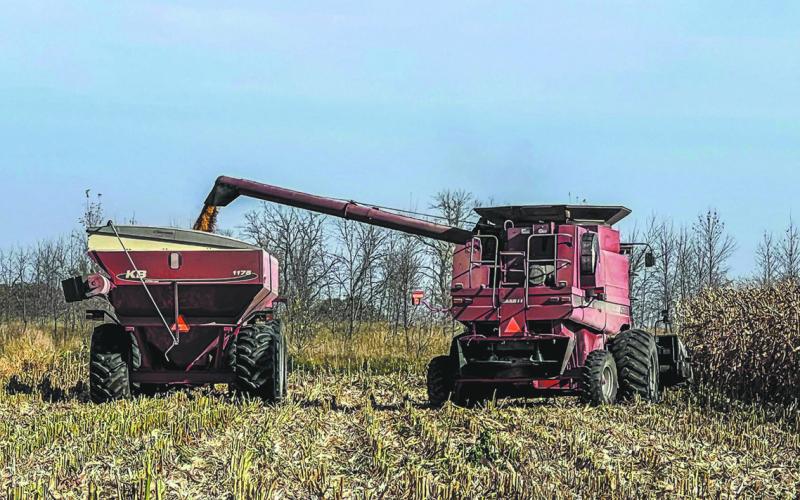 Corn Harvest: A farmer harvests corn near Mapleton, ND at the end of the 2024 growing season. Photo Sabrina Halvorson.
