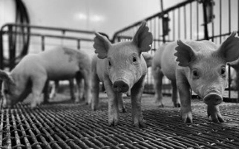 SowBridge is an educational series for those who work with sows, boars and piglets, and with genetic and reproductive issues. (NDSU photo)