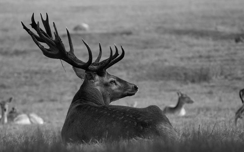 Venison can add variety to your menu, but it still needs to be handled carefully in the kitchen. (Pixabay photo)