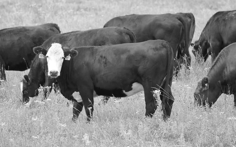 Supplementing on pasture or range can help stretch available forage and allow farmers and ranchers to maintain “normal” stocking rates this fall. (NDSU photo)