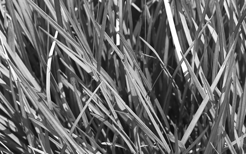 Fall is the best season to fertilize, sow seed and control weeds in your lawn.