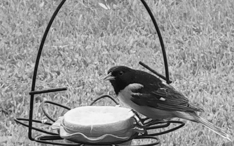 My Two Cents | The Baltimore Oriole by Mike Alan Steinfeldt