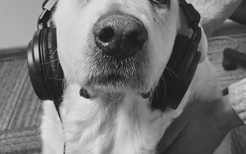 My dog, Luna, hard at work in the offices at the recording studio!