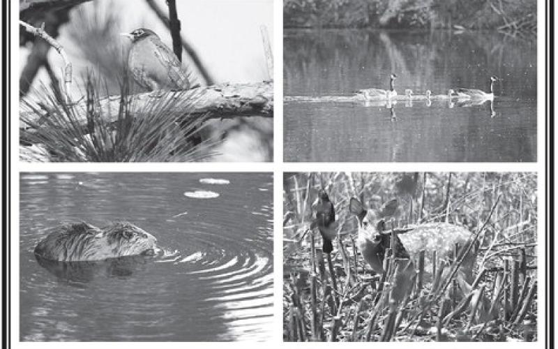 My two cents | Wildlife adventure by Mike Alan Steinfeldt