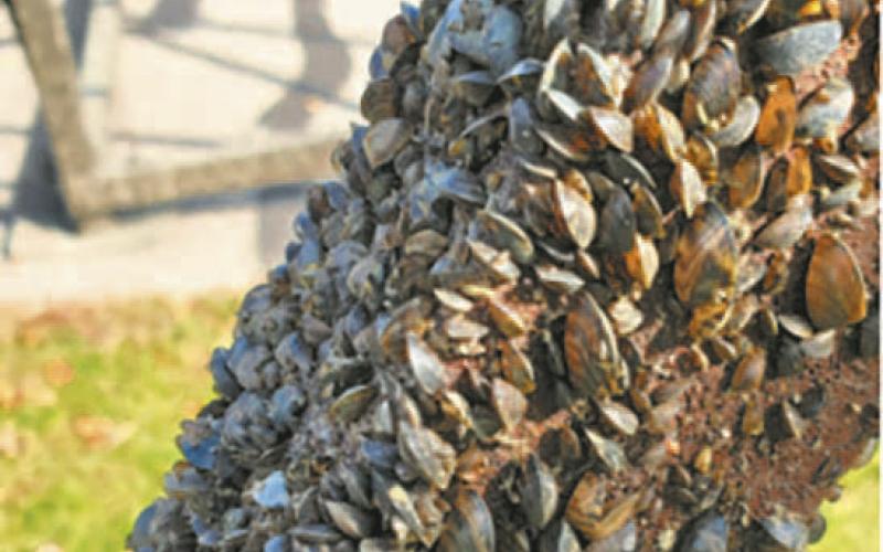 Best-practice procedures for Aquatic Nuisance Species prevention