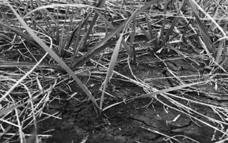 Fall plant tiller development has a direct impact on plant growth during the subsequent year for all cool-season grasses. NDSU photo.