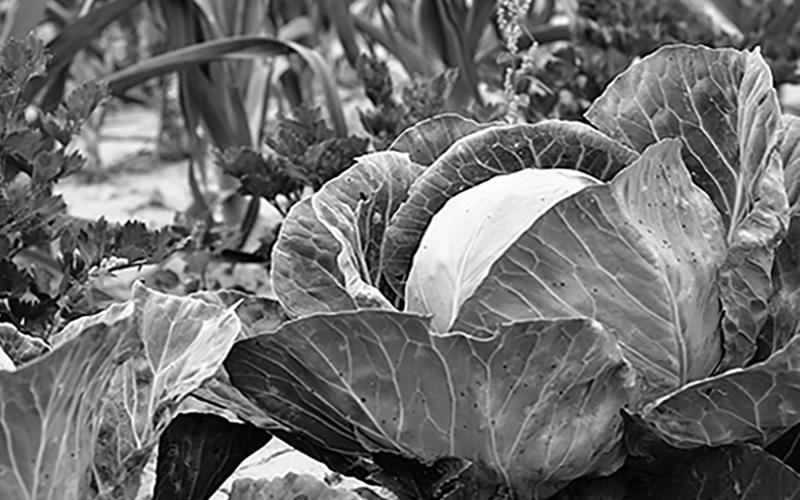 This series is about growing, preserving and preparing specialtycrop fruits and vegetables. Pixabay photo