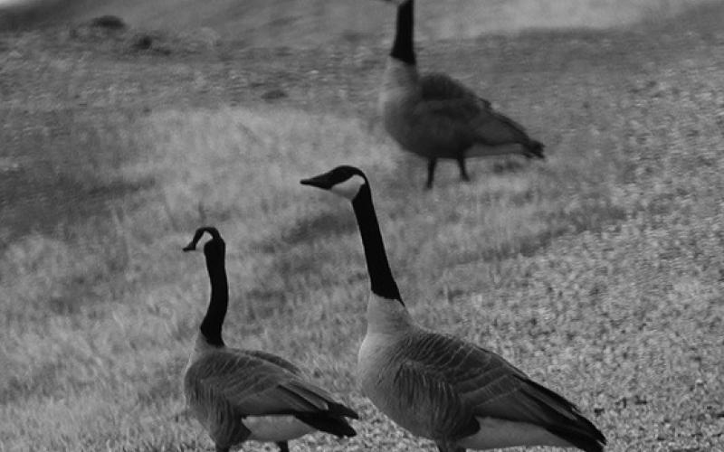 Valley News &amp; Views archive photo by Mike Alan Steinfeldt.
