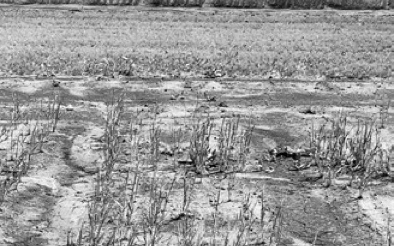 The tour will provide participants an opportunity to visit six unique research trial and demonstration sites that are evaluating different aspects of soil health. (NDSU photo)