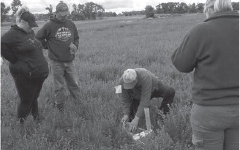 The field day will focus on the benefits of establishing alfalfa and other legumes in an intercropping system along with new options for managing erodible and saline soils. (NDSU photo)