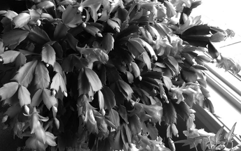 Don’t treat a Christmas cactus like a cactus