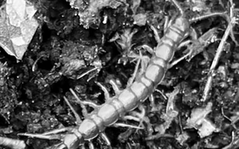 Centipedes in gardens can be rather beneficial because they tend to eat insects that could possibly damage plants. (NDSU photo)