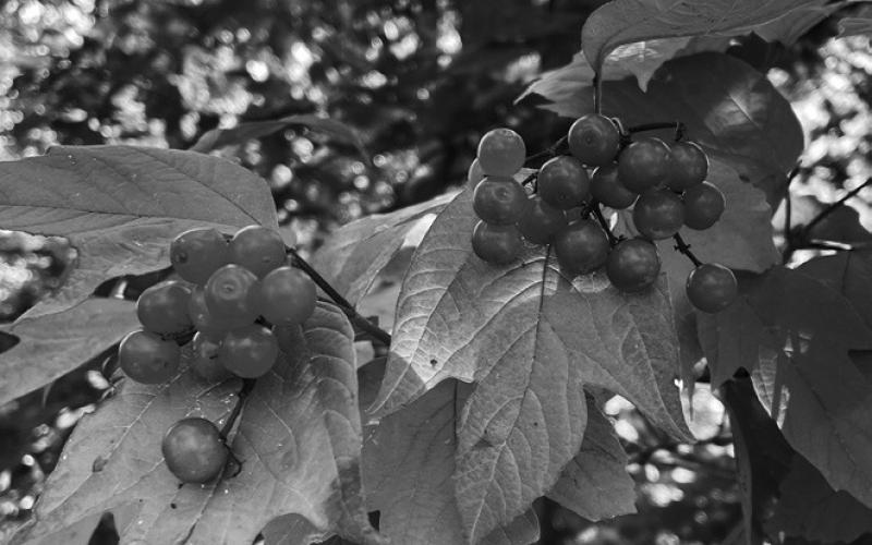 Fruit from American cranberrybush, growing wild in the Turtle Mountains, is a beautiful red color and very tart. (NDSU photo)
