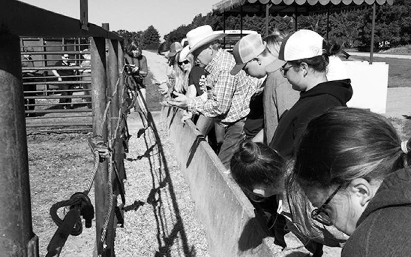 Youth participating in the Junior Beef Producers Workshop will explore handson topics such as animal nutrition and bunk management. (NDSU photo)