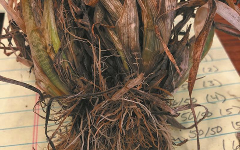 This winter wheat sample shows considerable freeze damage. While the plant may still recover, forage production will be reduced. (NDSU photo)