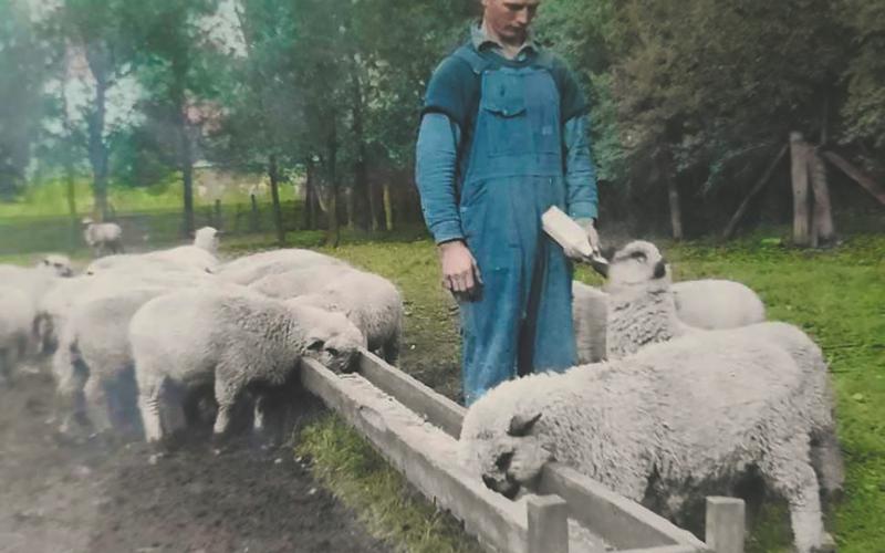 My uncle Alfred Parker tending sheep at Dr. Moore’s farm on west side of railroad in Bowesmont, 1941
