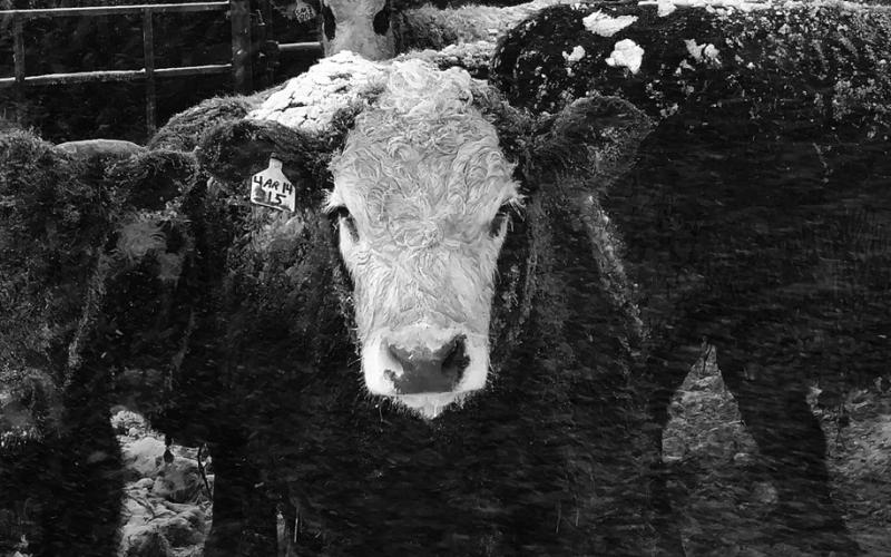 The Feedlot School helps identify areas for improvement, ranging from feed bunk management to health to business planning to marketing. (NDSU photo)