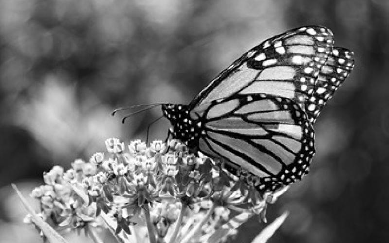 Topics will include how to grow vegetables and fruits, design gardens for butterflies, improve your soil, add small trees to your landscape, grow plants in containers and more. (Pixabay photo)