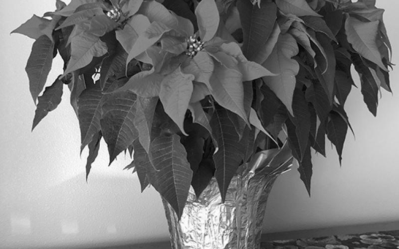 Even if you have a green thumb, poinsettias will drop their flowers and the colorful bracts will fade by spring. (NDSU photo)