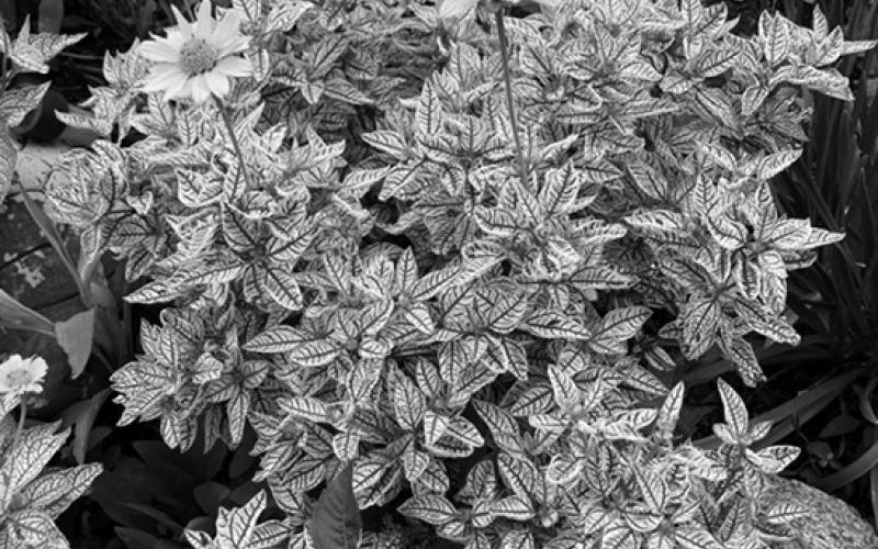 If you are a low-maintenance gardener or love creating a wildlife habitat, add False Sunflower to your list of plants. (NDSU photo)