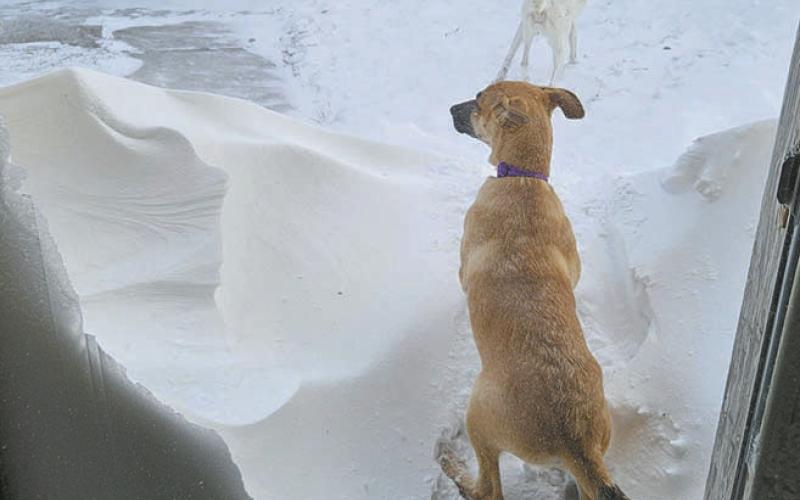 Michelle Percy spent many hours shoveling a way out for her canine companions to enjoy the snow. Photo by Michelle Percy