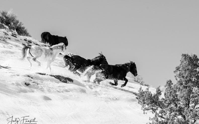 Photo by Judy Frasch of ND Bandlands horse. Frasch is one of many photographers who has documented and tracked herds for over 20 years. For more information visit their website at ndbh. org or find their Facebook ‘North Dakota Badlands Horse.