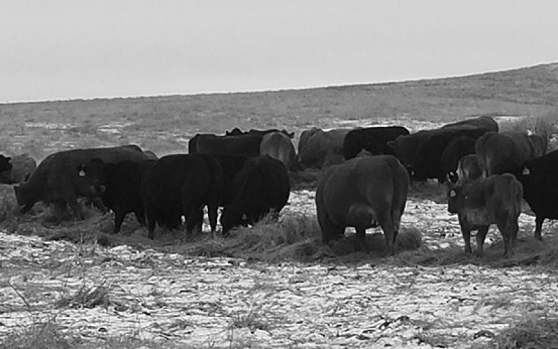 Forages should be viewed as a valued commodity and feedstuff, not just as a source of bulk in a total mixed ration. (NDSU photo)