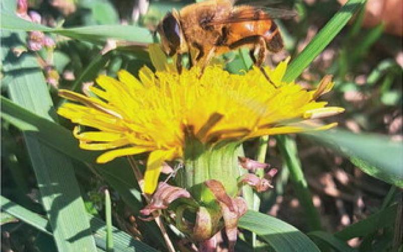 A native bee forages for nectar among the late season blooms in rural Drayton. Photo by Christine Jensen.