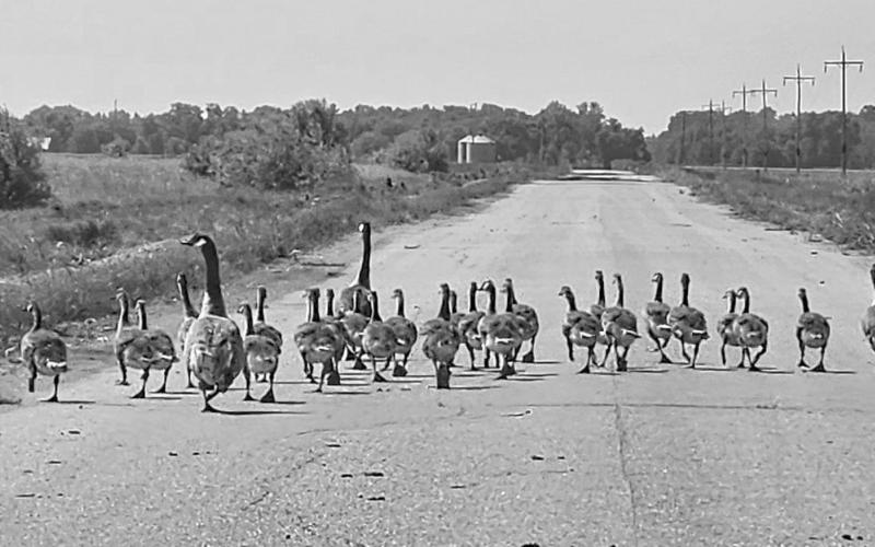 A gaggle of Canada geese formed a roadblock in Drayton last week. According to the survey the number of Canada geese in ND is down 23%, a record percentage according to the Game and Fish Department. Photo submitted by Genafaye Pokrzywinski.