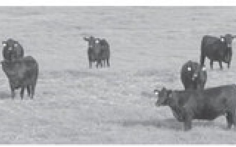 NDSU Extension specialist James Rogers encourages ranchers to assess body condition now while there is still time to add condition prior to calving. (NDSU photo)