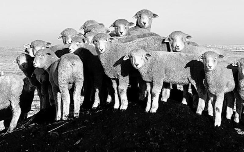 NDSU Extension and UMN Extension will host a webinar on international lamb trade and economics on Feb. 8. (NDSU photo)