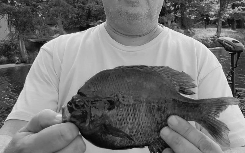 Mike Allen Steinfeldt with a blugill caught on the Namekagon river in Wisconsin.